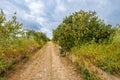 Lemons ripening in orchards on the island of Sicily Royalty Free Stock Photo