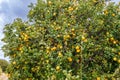 Lemons ripening in orchards on the island of Sicily Royalty Free Stock Photo