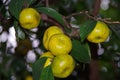 Lemons ripening on tree