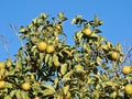 Lemons riping on a lemon tree Royalty Free Stock Photo
