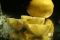 Lemons slices Royalty Free Stock Photo