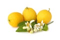 Lemons with sprig, leaves and lemon flowers isolated on white