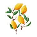 Lemons on tree branches. Isolated tropical summer fruit, on white, abstract colorful illustration