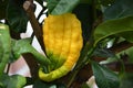 lemons on the tree, citron, buddha fingers, hand of buddha