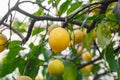 Lemons yellow and green grow and ripen on branches of tree among leaves, selective focus