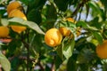 Lemons, yellow, ripen and grow on branches on tree among green leaves