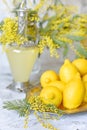 Lemons, yellow spring mimosa flowers and a decanter of lemon drink. Spring fresh still life.