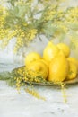 Lemons, yellow spring mimosa flowers and a decanter of lemon drink. Spring fresh still life.