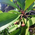 lempeni fruit is a traditional medicine for the balinese people of Indonesia