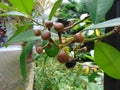 Lempeni tree and Weaver Ants