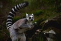 Lemur Royalty Free Stock Photo
