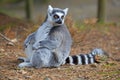 Lemur Royalty Free Stock Photo