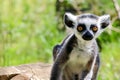 Little lemur with big eyes.