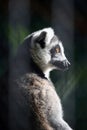 Lemur Royalty Free Stock Photo