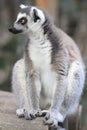 Lemur Royalty Free Stock Photo