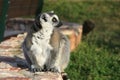 Lemur Royalty Free Stock Photo