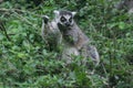 Lemur Royalty Free Stock Photo