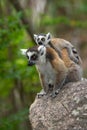 Lemur Royalty Free Stock Photo