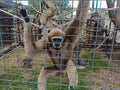 Lemur animal behind wire cage, lemur hiding behind bars in cage