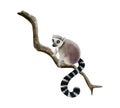 Lemur animal climbing on a bare branch watercolor illustration. Hand drawn cute tropical monkey from Madagascar