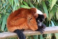 Lemur. Animals. Knowledge of nature. Artis, Netherlands.