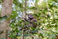 Lemur in Ankarana Park Madagascar