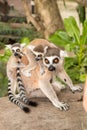 Lemur with babes on back at Khao Kheow Zoo, National Park of Thailand