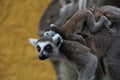 lemur with a baby