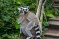 Lemur baby and his mom