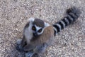 Lemur beggar, Ring-tailed Lemur Royalty Free Stock Photo