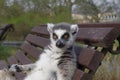 Lemur