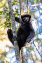 Black lemur Milne-Edwards`s sifaka, Propithecus edwardsi, Madagascar wildlife animal