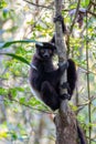 Black lemur Milne-Edwards`s sifaka, Propithecus edwardsi, Madagascar wildlife