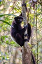Black lemur Milne-Edwards\'s sifaka, Propithecus edwardsi, Madagascar wildlife animal