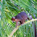 Lemur on a branch