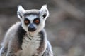 Lemur bright orange eyes