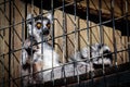 Lemur in a Cage