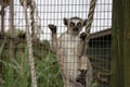 Lemur in a cage