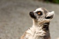 Lemur in captivity Royalty Free Stock Photo