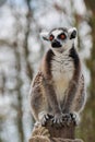 Lemur in captivity Royalty Free Stock Photo