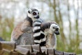 Lemur in captivity Royalty Free Stock Photo