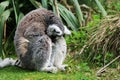 Lemur in captivity Royalty Free Stock Photo