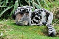 Lemur in captivity Royalty Free Stock Photo