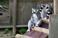 Lemur in captivity Royalty Free Stock Photo