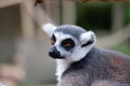 Lemur in captivity Royalty Free Stock Photo