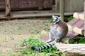 Lemur in captivity Royalty Free Stock Photo