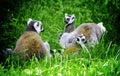 Lemur cata Royalty Free Stock Photo