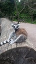 Lemur cata