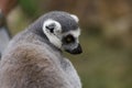 Lemur catta Royalty Free Stock Photo