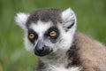 Lemur catta Royalty Free Stock Photo